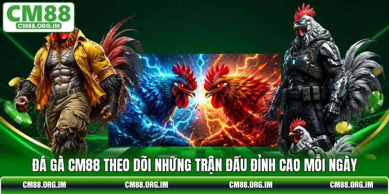 Đá gà CM88 theo dõi những trận đấu đỉnh cao mỗi ngày