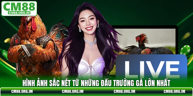 Hình ảnh sắc nét từ những đấu trường gà lớn nhất