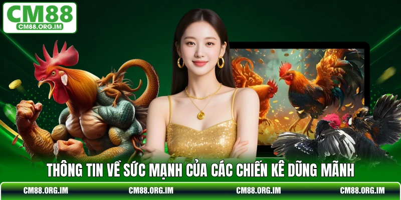Thông tin về sức mạnh của các chiến kê dũng mãnh